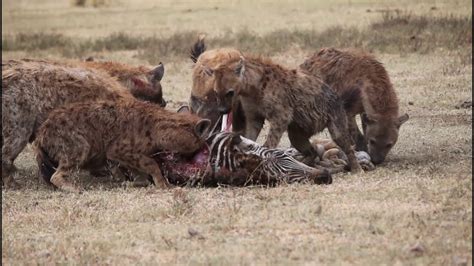  How Did The Hungry Hyena Become an Important Lesson about Greed and Sharing?